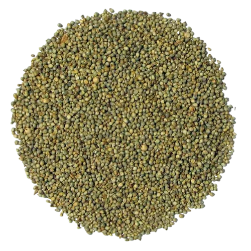 Pearl millet (Bajra)