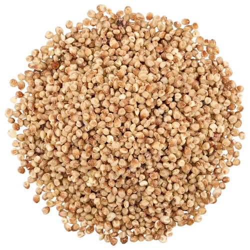 Sorghum (Jowar)